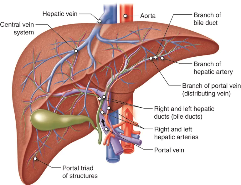 What Does a Hepatologist Do for Liver Health?