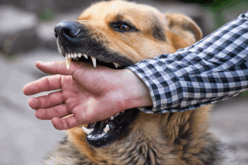 What to Do After an Animal Bite at Home