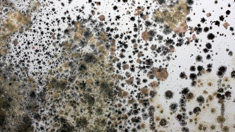 Preventing Mycotoxin Contamination in Your Home and Workplace