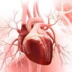 Vascular Conditions That Affect Heart Health