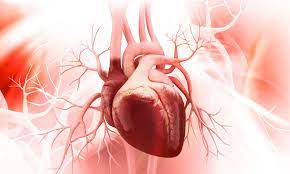 Vascular Conditions That Affect Heart Health