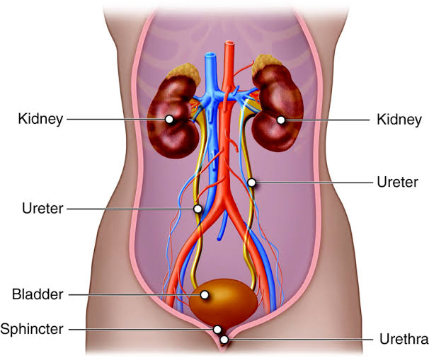 Key Factors in Choosing the Right Urologist