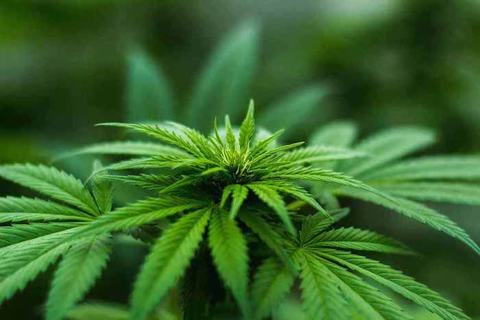 Navigating the Process of Medical Marijuana Certification