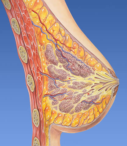 Techniques for Breast Cancer Surgery